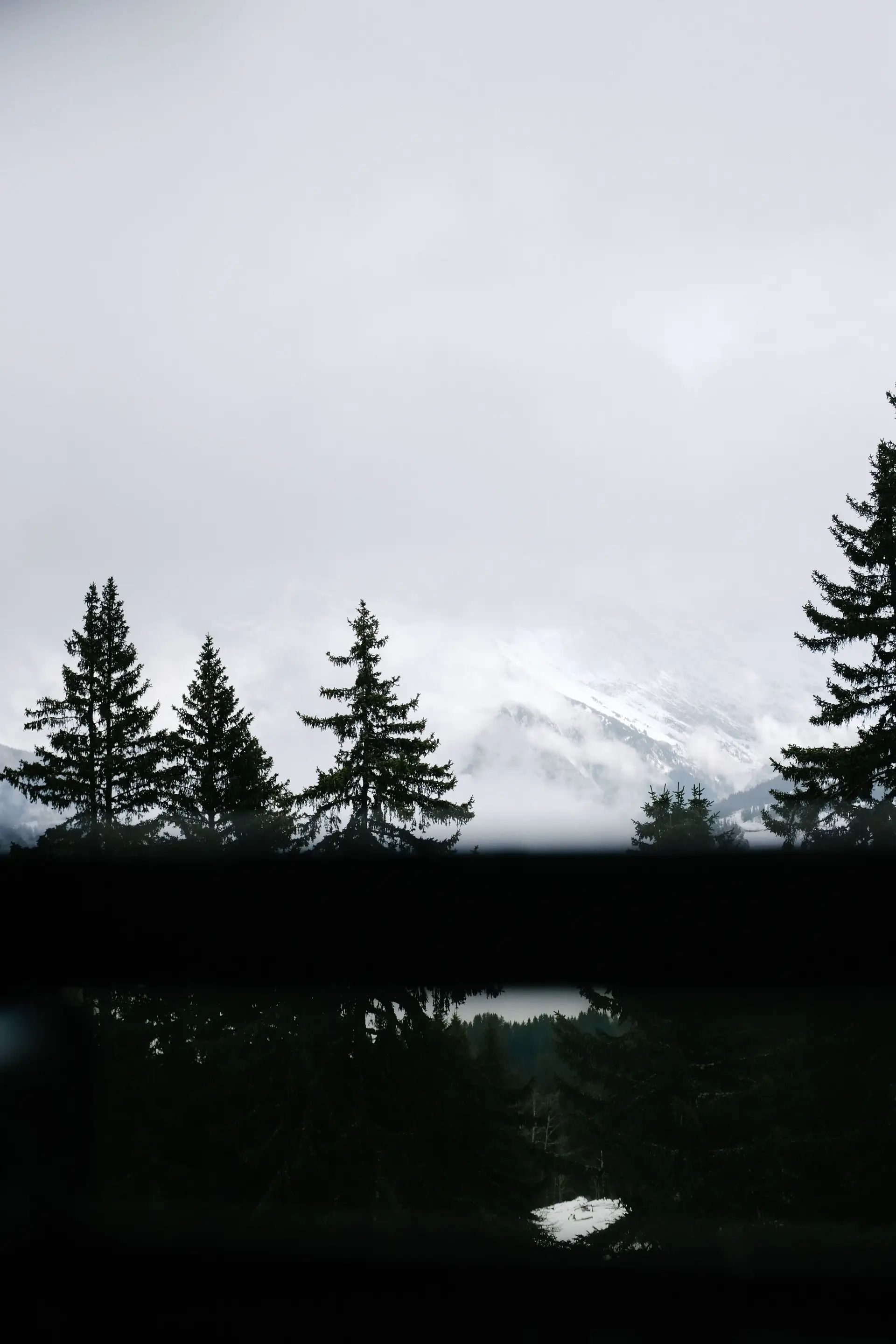 Foggy forest